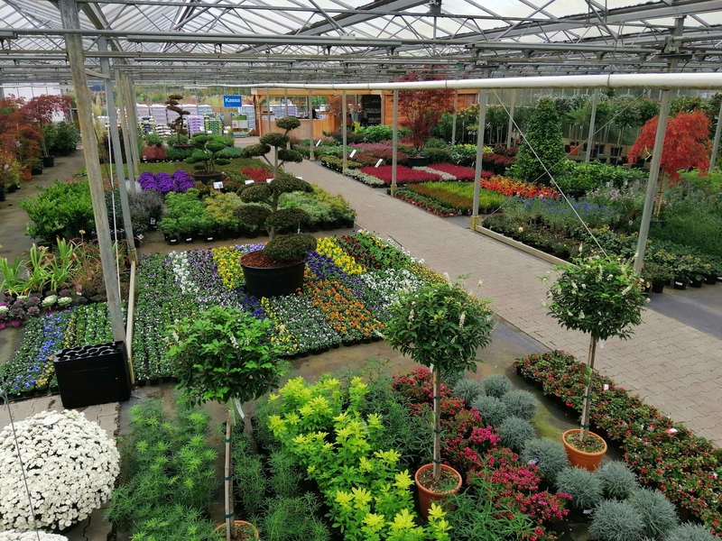 groencentrum in Noord-nederland friesland vaste planten, bomen, waterplanten, olijfbomen, palmen